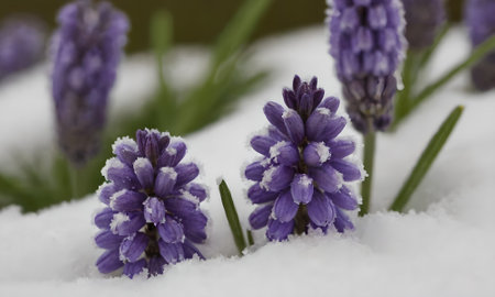 Purple hyacinths in the snow, close-upの写真素材