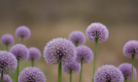 Purple flowers of Allium (Allium giganteum)の写真素材