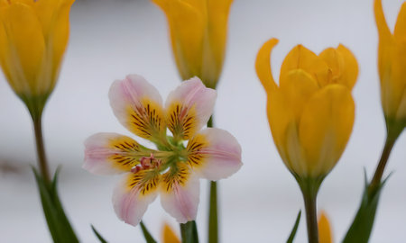 Close up of yellow and pink alstroemeria flowers in bloom