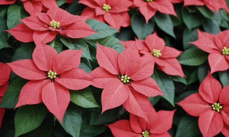 Red poinsettia flowers in the garden, christmas backgroundの写真素材