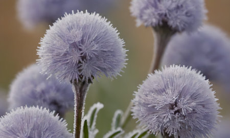 Close-up of a purple flower covered with hoarfrost.の写真素材