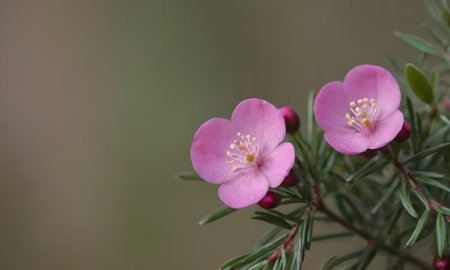 Close up of small pink flowers on a bush in the garden.の写真素材