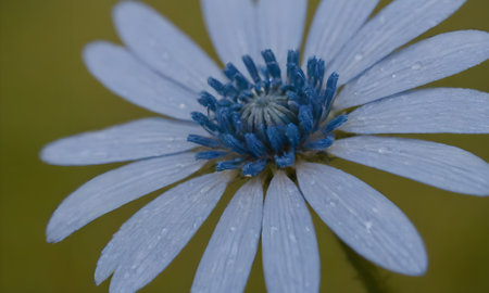 Close-up of a blue flower with water drops on petalsの写真素材
