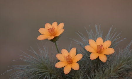 Close up of two small orange flowers on a grassy meadow