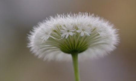 Macro shot of a dandelion flower with blurred background.