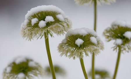 Snow covered flowers in the garden, close-up, soft focus