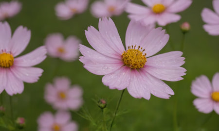 Cosmos flowers blooming in the garden, Cosmos bipinnatusの写真素材