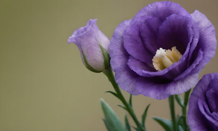 purple eustoma flower on green background, close up shotの写真素材