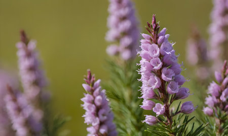 Close up of pink heather (Calluna vulgaris) flowersの写真素材