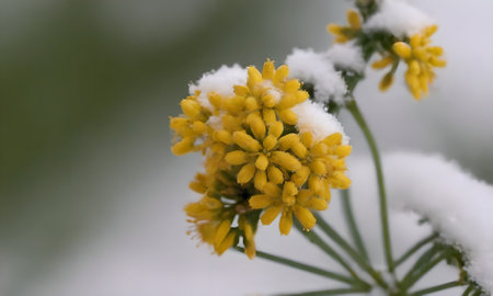 Yellow flowers covered with snow in the winter. Shallow depth of field.