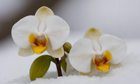 White and yellow orchids in the snow. Close up.の写真素材