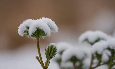 Snow on a green plant in the forest. Shallow depth of field.の写真素材