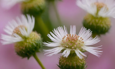 Macro shot of white daisies on a pink background.の写真素材