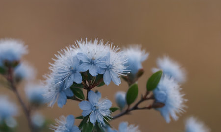 Beautiful blue flowers on a blurred background. Shallow depth of field.の写真素材