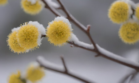 Close-up of willow branches covered with snow in winter