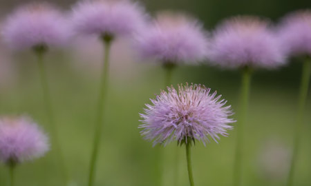 purple flower in the garden. soft focus and shallow depth of fieldの写真素材