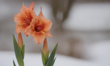 Beautiful gladiolus flower bloomingの写真素材