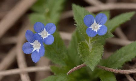Veronica persica, common speedwell, is a species of flowering plant in the verbena family.