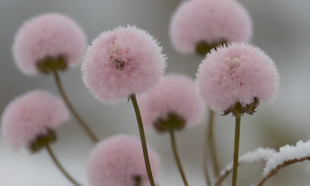 Close up of pink flowers covered with snow in the winter season.