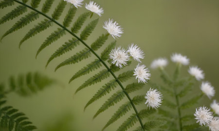 Close up of a fern with white flowers on a green background