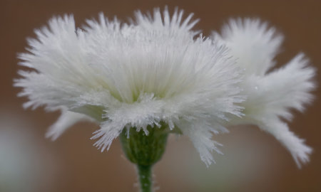 Close up of white flower with dew drops on the petalsの写真素材