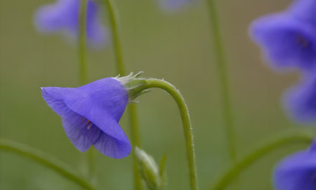 Close up of a purple bellflower (Viola odorata)の写真素材
