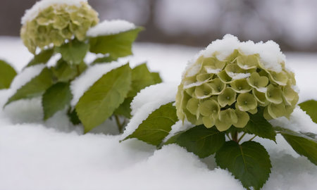 Green hydrangea flowers covered with snow.の写真素材