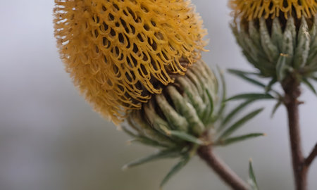 Close-up of a yellow spiny thistle flower in bloomの写真素材