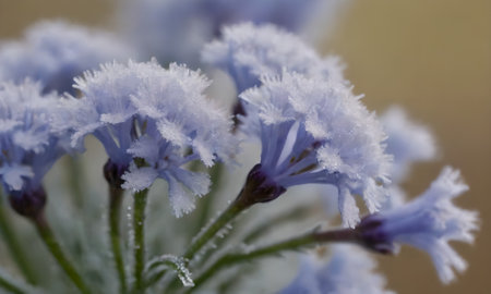 Close up of blue flowers covered with frost on a blurred background.の写真素材