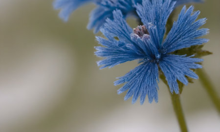 Blue cornflower close up on a blurred background with space for textの写真素材