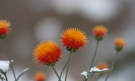 Close-up of orange flowers covered with snow in the winter.の写真素材