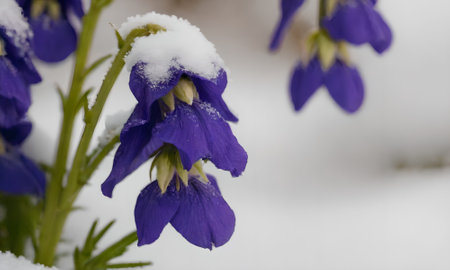 Purple flowers under the snow in the winter. Macro photography.