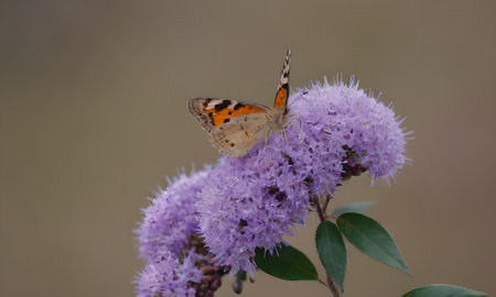 Butterfly on purple flower,butterfly on purple flower