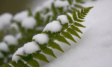 Fern leaf covered with snow in the forest in early spring.の写真素材