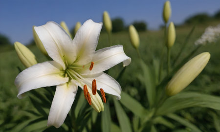 White lily flower on a background of green grass and blue skyの写真素材