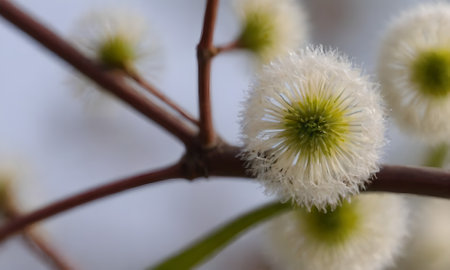 Eucalyptus tree branch with white flowers close-up