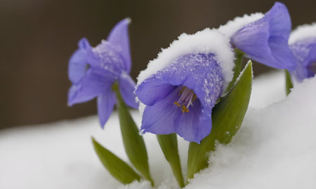 Blue irises in the snow, macro shot, shallow DOFの写真素材