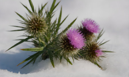 Purple thistle flowers on snow in winter. Close up.の写真素材