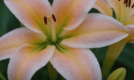 Beautiful lily flower in the garden, close up shot.の写真素材