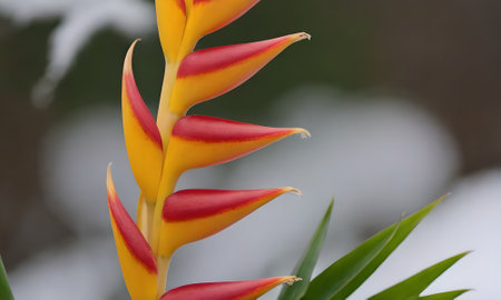 Bird of Paradise flower, Heliconia reginae, close up