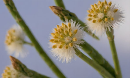 Asparagus officinalis, also known as Asparagus officinalis