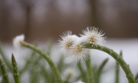 Flowering plants in the snow. Winter background. Selective focus.