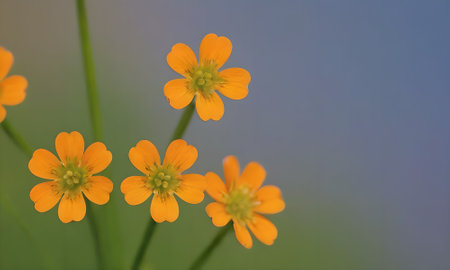 macro of small yellow flowers on blue background, shallow DOF