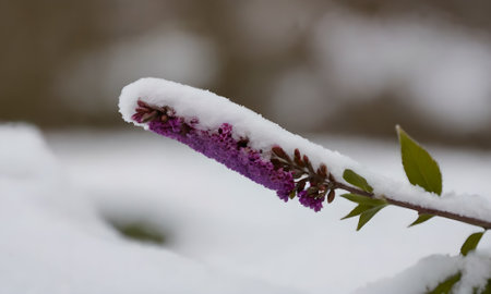 A close up of a purple flower covered with snow in winter.