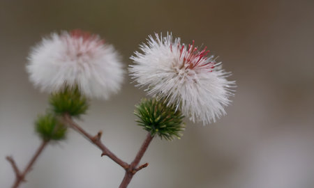 Cotton wool flowers in winter, selective focus, shallow DOFの写真素材