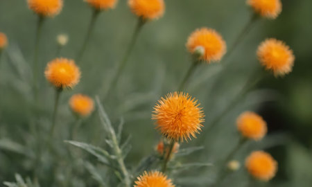 Close up of orange flowers in the garden. Shallow depth of field.の写真素材