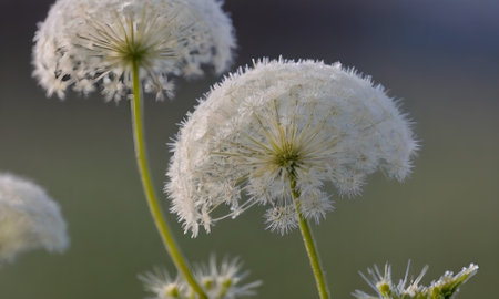 Dandelion seeds in the morning dew, close-up