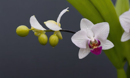 White and pink orchids on a dark background close-up