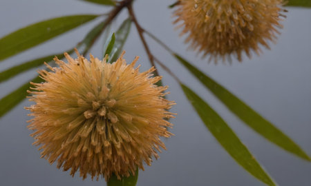Eucalyptus seeds on the branches of a tree.