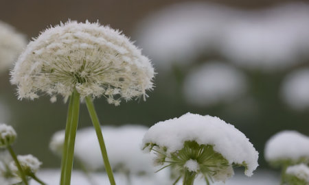 Dandelion flower covered with white snow in the garden in winter